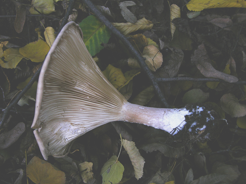 Quando le lamelle decorrono...